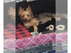 Yorkshire Terrier PUPPY FOR SALE ADN-738635 - Yorkshire Puppies