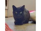 Adopt Lori a All Black Domestic Shorthair / Mixed cat in Bedford, PA (37955469)