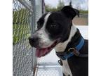 Adopt Zeus a Black American Pit Bull Terrier / Mixed dog in Bedford