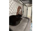 Adopt Onyx a Black (Mostly) Domestic Shorthair (short coat) cat in Napoleon