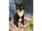 Adopt Pansy a Black & White or Tuxedo Domestic Shorthair (short coat) cat in