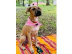Adopt Madison a Tan/Yellow/Fawn Hound (Unknown Type) / Mixed dog in Johnston