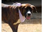 Adopt Sable a Brindle Boxer / Hound (Unknown Type) / Mixed dog in Johnston