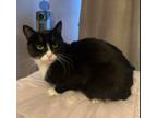 Adopt Lola a Black (Mostly) Domestic Shorthair (short coat) cat in New York