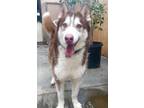 Adopt Handsome Hachi a Red/Golden/Orange/Chestnut - with White Alaskan Malamute