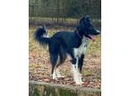 Adopt Jupiter a Black - with White Australian Shepherd / Mixed dog in
