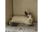 Adopt Rayband a American / Mixed rabbit in Westminster, CA (37793079)