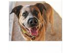 Adopt Oppie a Cattle Dog / Mixed dog in Marana, AZ (37793419)