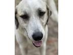 Adopt Chance a Tan/Yellow/Fawn Anatolian Shepherd / Mixed dog in DUNNELLON