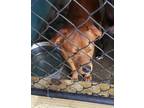 Adopt Ginger a Red/Golden/Orange/Chestnut Mixed Breed (Medium) / Mixed dog in