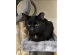 Adopt Crowley a Black (Mostly) Domestic Shorthair (short coat) cat in Napoleon