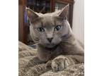 Adopt Dream a Gray or Blue Domestic Shorthair (short coat) cat in Virginia