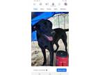 Adopt Princess a Black Mixed Breed (Medium) / Labrador Retriever / Mixed dog in