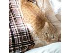 Adopt Sunny INDOOR ONLY a Orange or Red Tabby Domestic Shorthair (short coat)