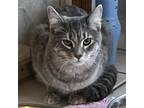 Adopt Stream a Gray or Blue Domestic Shorthair / Mixed cat in Middletown