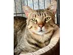 Adopt Theo a Brown Tabby Domestic Shorthair (short coat) cat in Pasadena