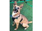 Adopt Handsome Logan a Tan/Yellow/Fawn - with White Corgi / Australian Cattle