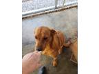 Adopt Daisy a Red/Golden/Orange/Chestnut - with White Mixed Breed (Large) /