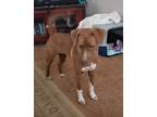 Adopt Lucy a Red/Golden/Orange/Chestnut - with White Mixed Breed (Medium) /