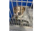 Adopt Flash a Brown/Chocolate Mixed Breed (Medium) dog in Whiteville