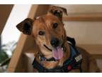 Adopt Dimi a Tan/Yellow/Fawn Carolina Dog / Mixed dog in Toronto, ON (37795092)