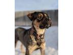 Adopt Axel a Tricolor (Tan/Brown & Black & White) Rottweiler / Mixed dog in West