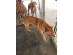 Adopt Sally Sue a Red/Golden/Orange/Chestnut - with White Mixed Breed (Large) /
