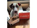 Adopt CLINT BARTON a Merle Catahoula Leopard Dog / Mixed dog in Redmond