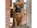 Adopt Lovely Nello a Red/Golden/Orange/Chestnut - with White Labrador Retriever