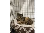 Adopt Tabitha a Brown Tabby Domestic Shorthair (short coat) cat in Napoleon