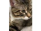 Adopt Blue a Brown Tabby Domestic Shorthair (short coat) cat in Napoleon