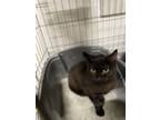 Adopt Raven a All Black Domestic Shorthair (short coat) cat in Napoleon