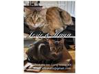 Adopt Josie & Maya a Tan or Fawn Domestic Shorthair (short coat) cat in Tri