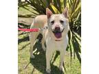 Adopt Lovely Ziggy a White Jindo / Mixed dog in Los Angeles, CA (38054348)