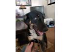 Adopt Bailey a Tricolor (Tan/Brown & Black & White) Mixed Breed (Medium) /