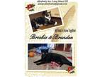 Adopt Brookie and Brandon a Tortoiseshell Domestic Shorthair (short coat) cat in
