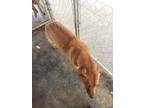 Adopt Gracie Grace a Red/Golden/Orange/Chestnut - with White Mixed Breed (Large)