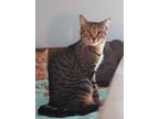 Adopt Didi a Brown Tabby Domestic Shorthair (short coat) cat in Carlisle