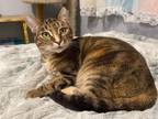 Adopt Arwen INDOOR ONLY a Brown Tabby Domestic Shorthair (short coat) cat in