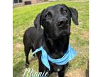 Adopt Minnie a Black Labrador Retriever / Mixed dog in KEMPNER, TX (37797300)
