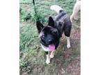 Adopt Katie a Black - with White Akita / Mixed dog in University Park