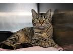 Adopt Mattel a Brown Tabby Domestic Shorthair (short coat) cat in House Springs