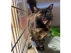 Adopt Evive a All Black Domestic Longhair / Domestic Shorthair / Mixed cat in