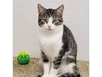Adopt Ashley a White Domestic Shorthair / Mixed cat in Bedford, PA (37955473)