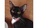 Adopt Ava a All Black Domestic Shorthair / Mixed cat in Leesburg, FL (37798566)
