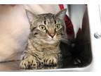 Adopt Playskool a Brown Tabby Domestic Shorthair (short coat) cat in House