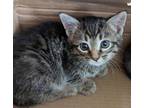 Adopt 52416590 a All Black Domestic Shorthair / Domestic Shorthair / Mixed cat
