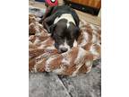 Adopt Hank a Black - with White American Staffordshire Terrier / Mixed dog in