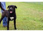 Adopt Oscar a Black - with White Labrador Retriever / Newfoundland / Mixed dog