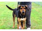 Adopt Bo a Black - with Tan, Yellow or Fawn Black and Tan Coonhound / Hound